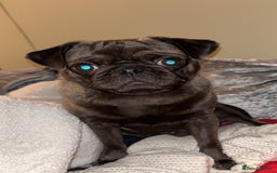 Pug dogs for sale: 9 month old pug puppy  - Image 2