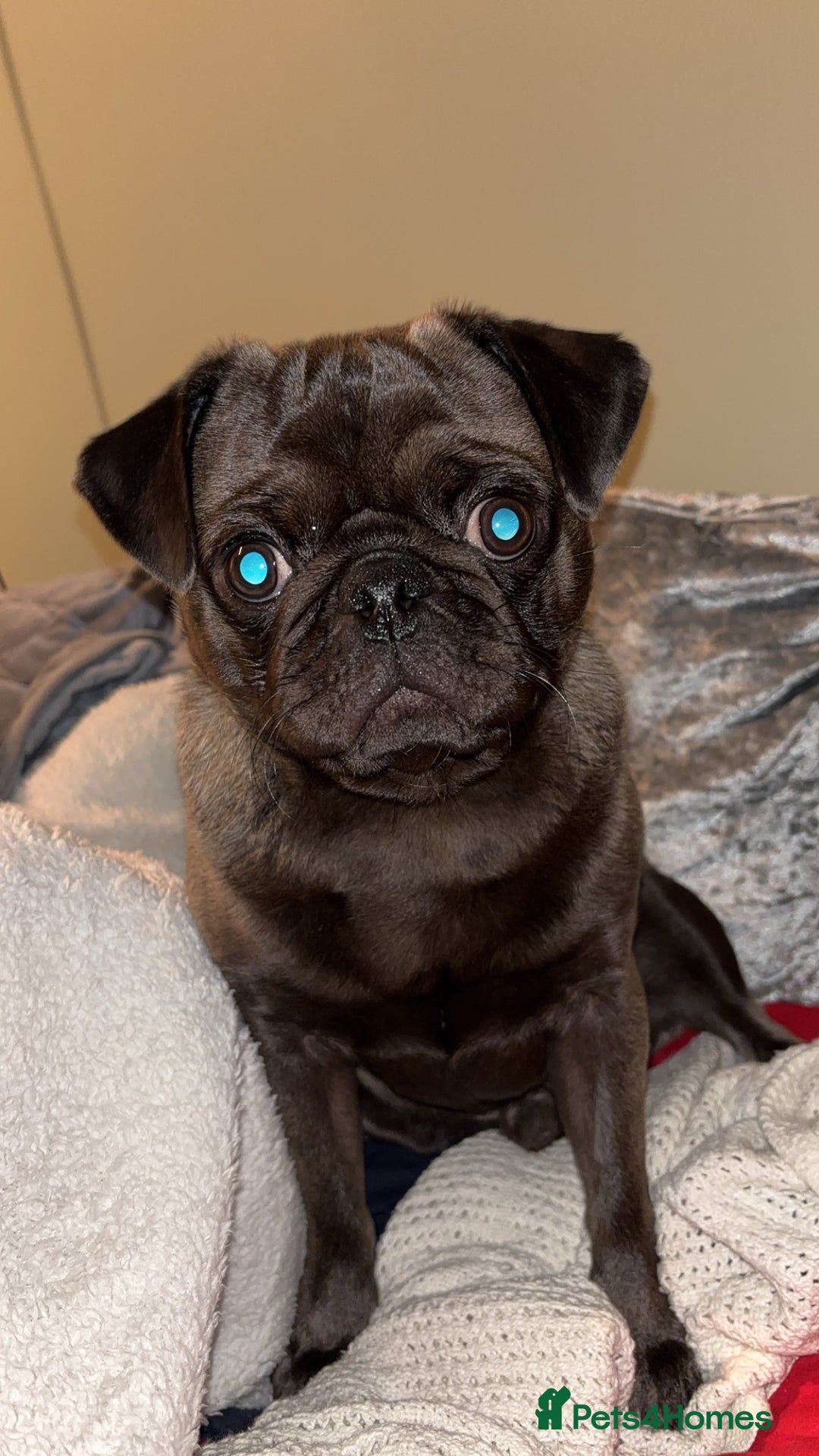 Pug dogs for sale: 9 month old pug puppy  - Image 2
