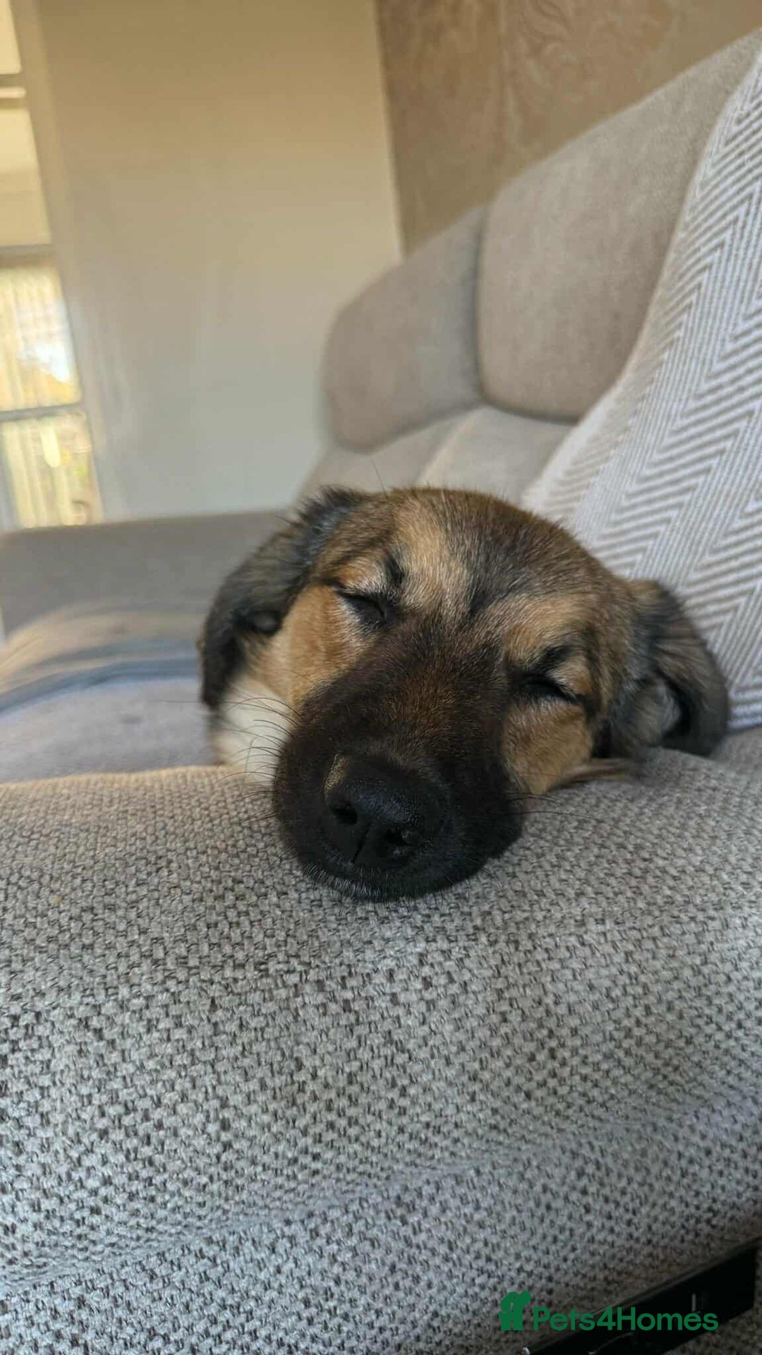 Mixed Breed dogs for adoption: BONNIE (Pup) - Advert 7