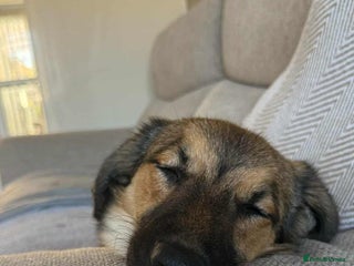 Mixed Breed dogs BONNIE (Pup) - Advert 2