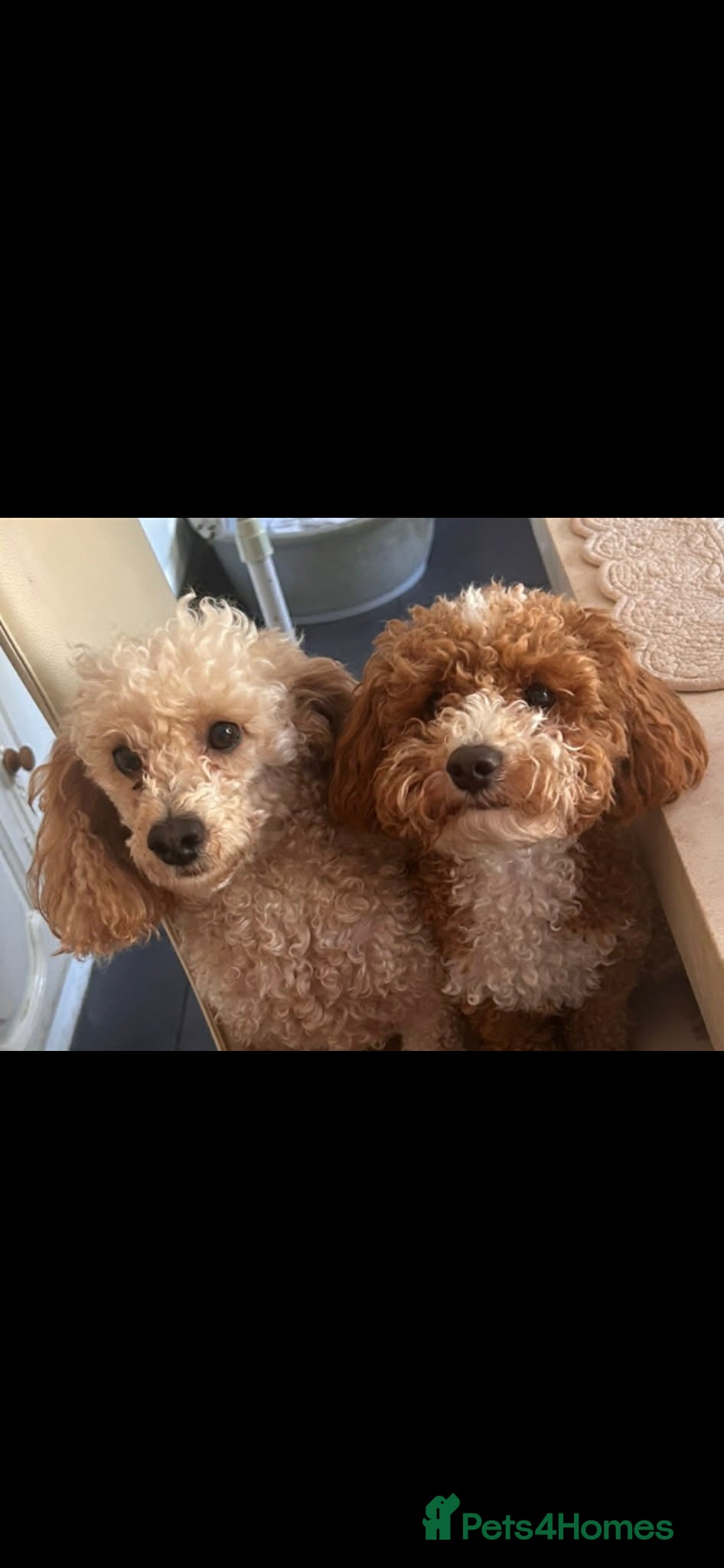 Poochon dogs f1b poochons  - Advert 1