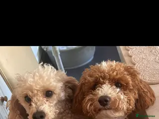 Poochon dogs f1b poochons - Advert 1