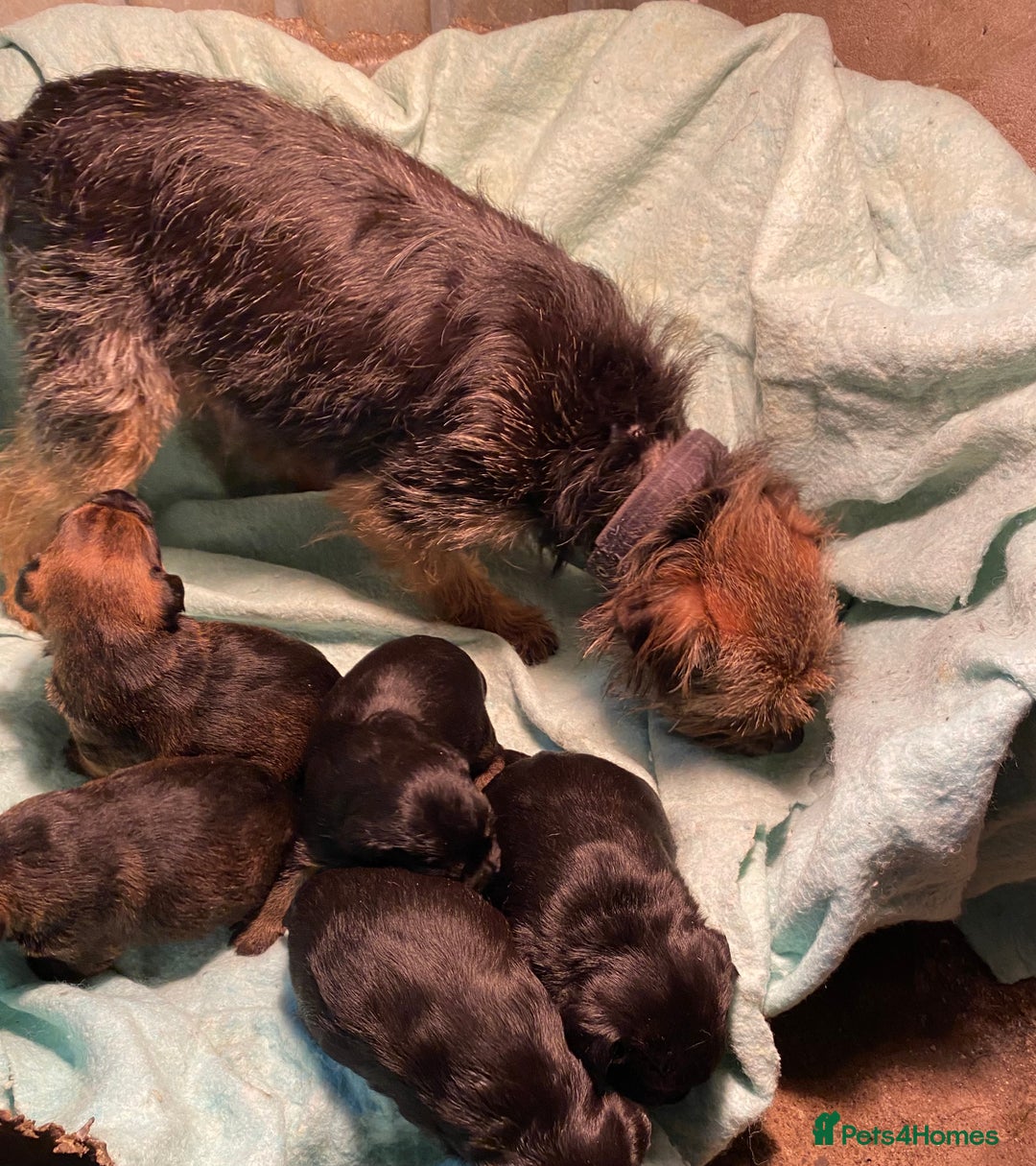 Border Terrier dogs for sale: KCReg Border Terrier Pups - Advert 3