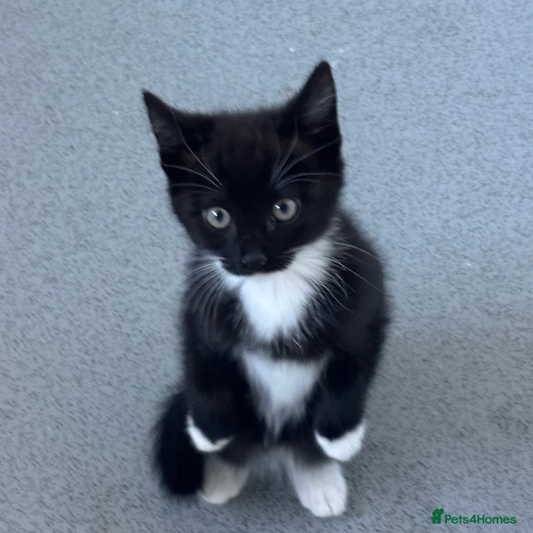 Mixed Breed cats for sale: 3 kittens in St. Neots - Advert 3