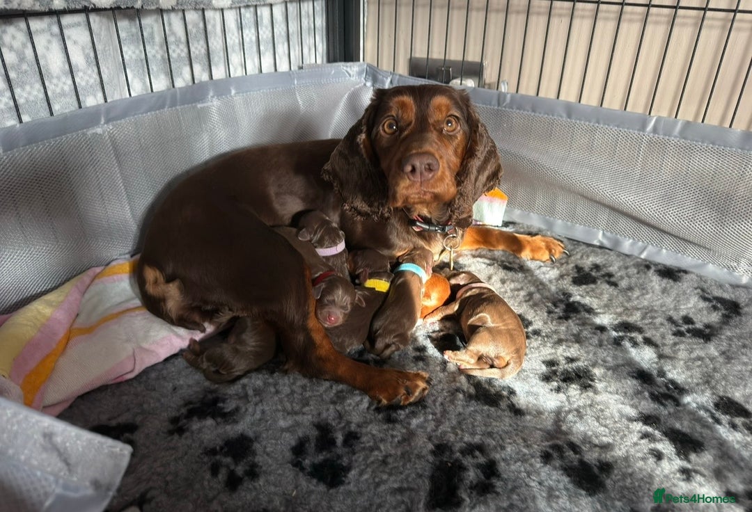 Cocker Spaniel dogs for sale: ✨ Chocolate & Tan Cocker Spaniel Puppies ✨ - Advert 2