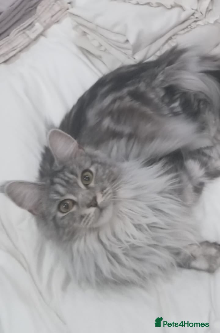 Maine Coon cats Maine coon cross - Advert 4