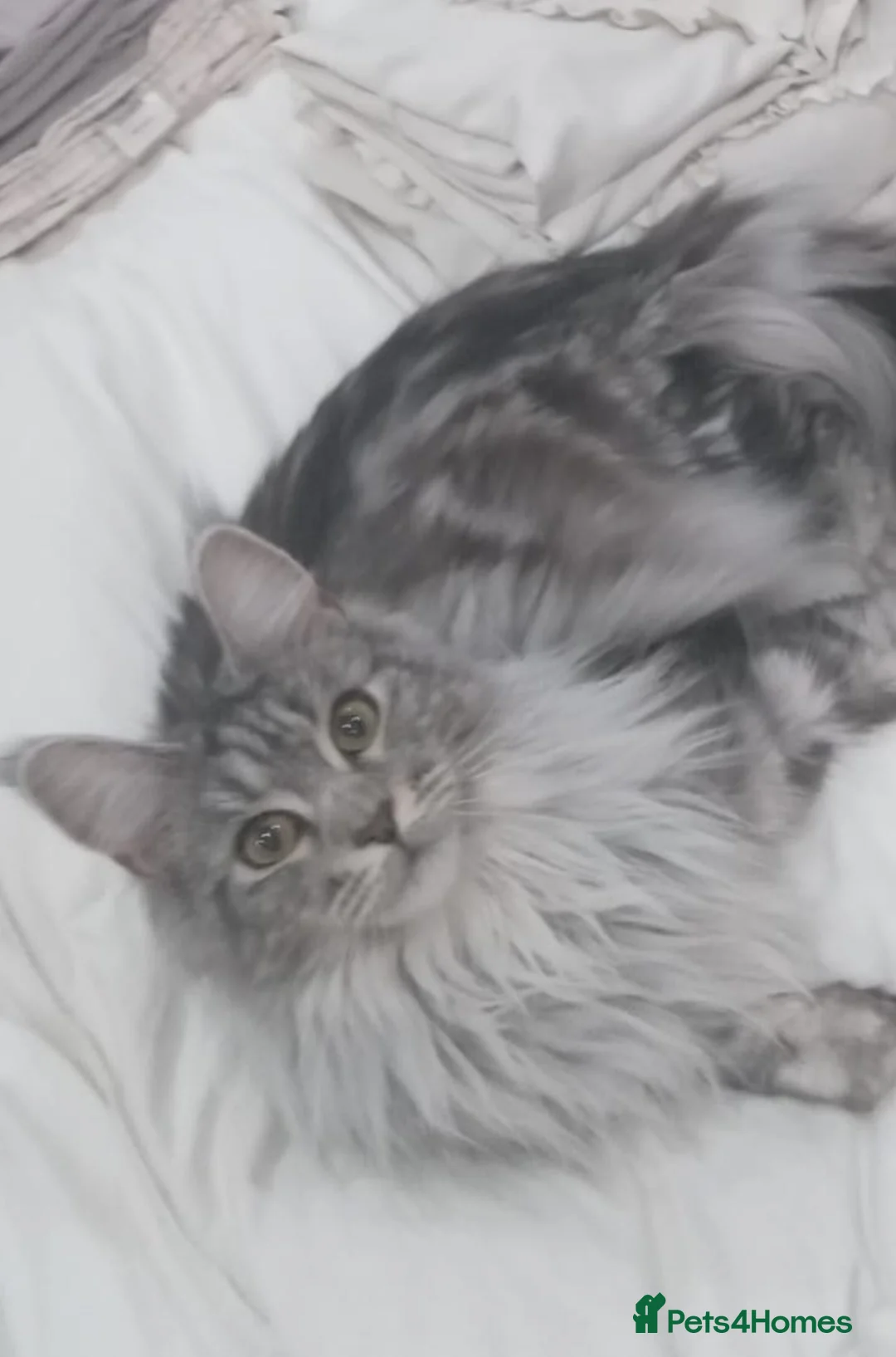 Maine Coon cats for sale: Maine coon cross - Advert 1