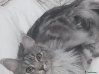 Maine Coon cats Maine coon cross - Advert 4