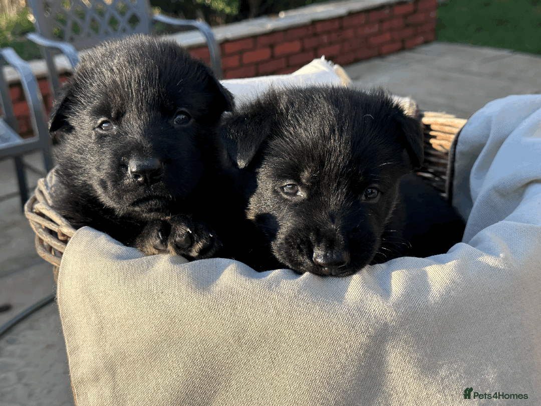 German Shepherd dogs for sale: FIVE EXCLUSIVE GSD PUPS, HOME RARED AND BRED. - Advert 32