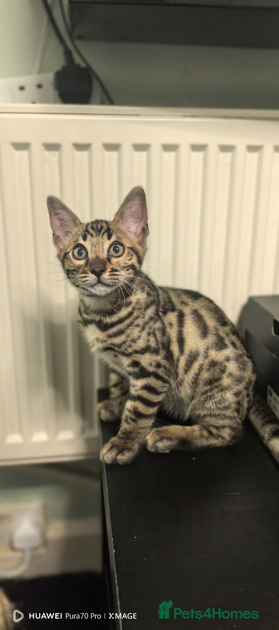 Bengal cats Bengal boys  - Advert 13