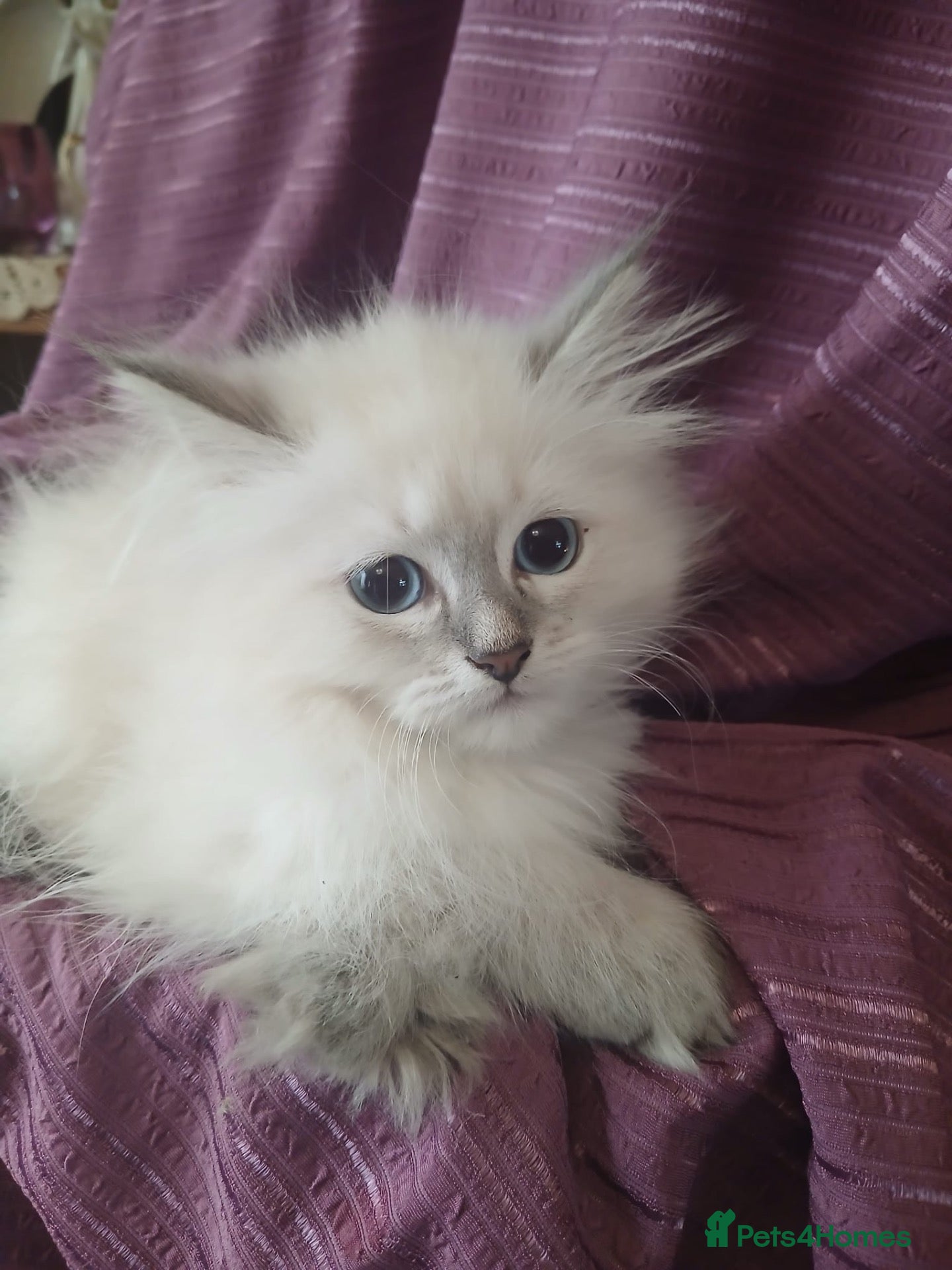 Siberian cats Pure Siberian Kittens - Advert 1