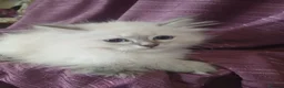 Siberian cats for sale: Pure Siberian Kittens - Advert 1