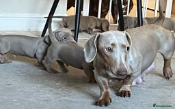 Dachshund dogs for sale: Beautiful Isabella pups exceptional quality  - Image 18