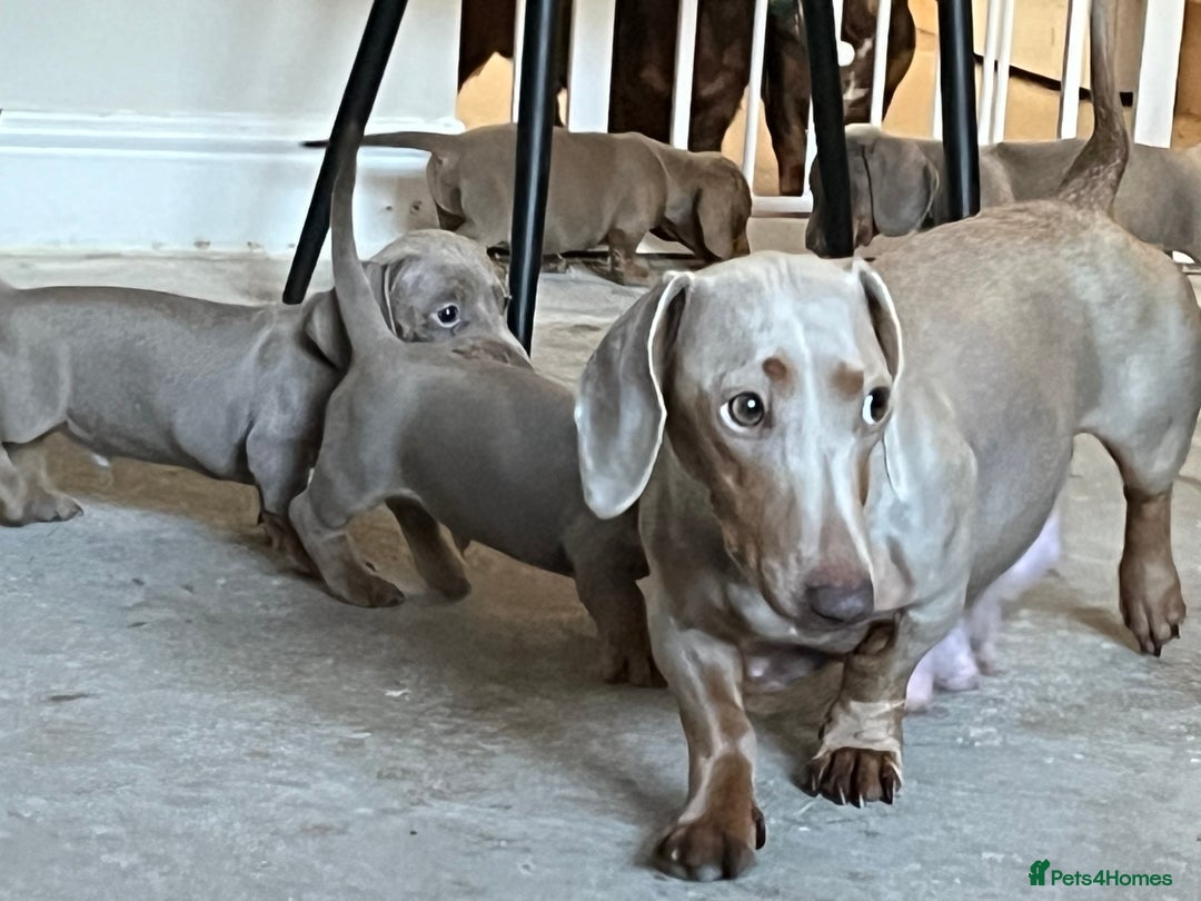 Dachshund dogs for sale: Beautiful Isabella pups exceptional quality  - Image 18