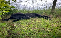 Labrador Retriever dogs for sale: Beautiful male Labrador pups - Image 4