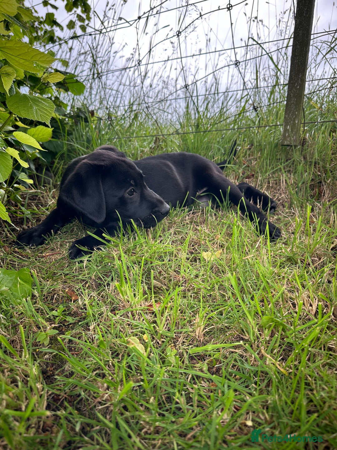Labrador Retriever dogs for sale: Beautiful male Labrador pups - Image 4