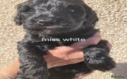Portuguese Water Dog dogs for sale: Portuguese water dog - Image 9
