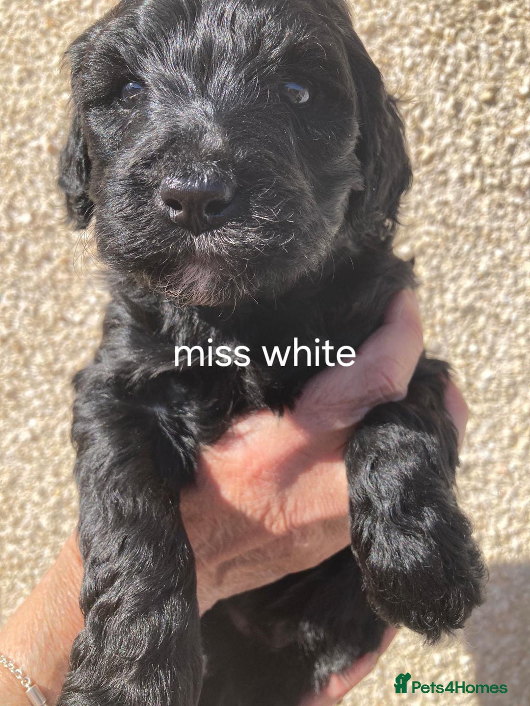 Portuguese Water Dog dogs for sale: Portuguese water dog - Image 9