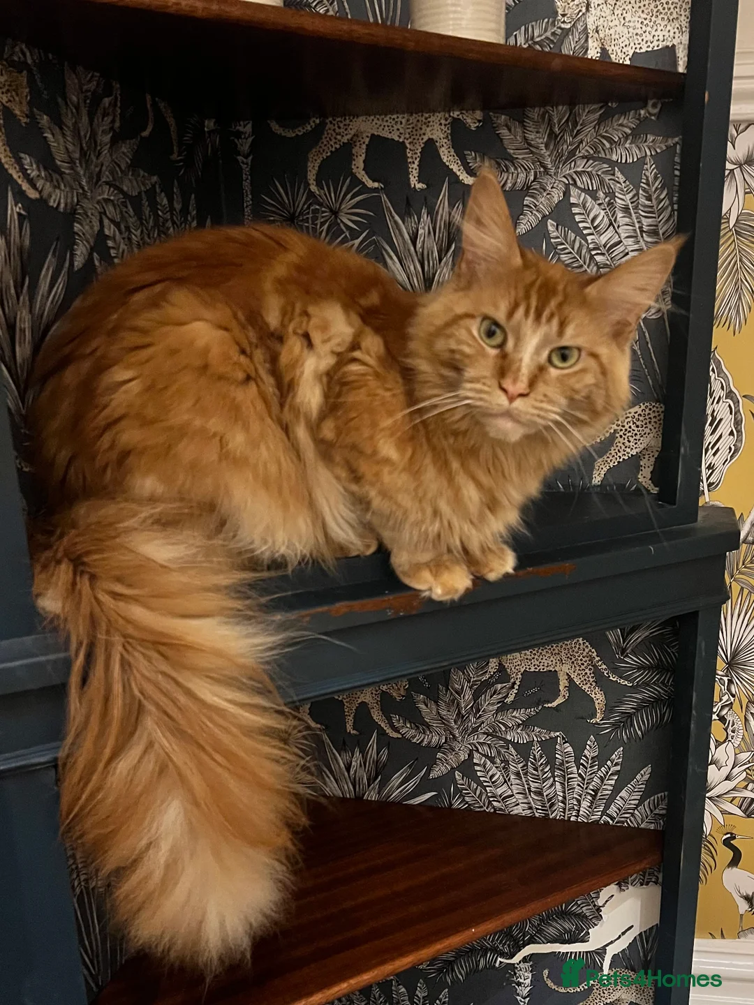 Maine Coon cats for sale: Pure Breed Pedigree Champion Lineage Ginger boys  - Advert 4