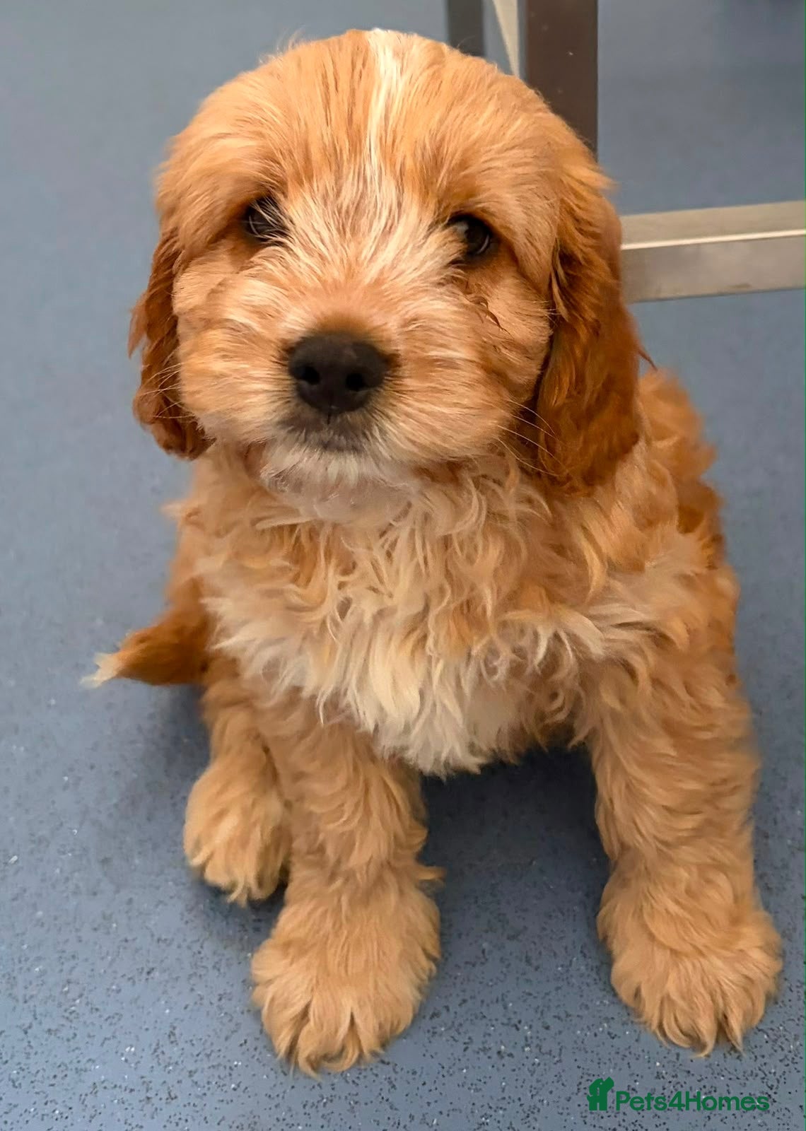 Cockapoo dogs ✨NOW READY 3 LEFT Golden Cockapoo Puppies✨ - Advert 2
