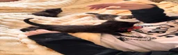 Mixed Breed cats for sale: Beautiful Kittens  in Dartmouth - Advert 6