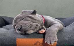 Staffordshire Bull Terrier dogs for sale: Purebred Staffordshire bull terrier puppies - Image 7