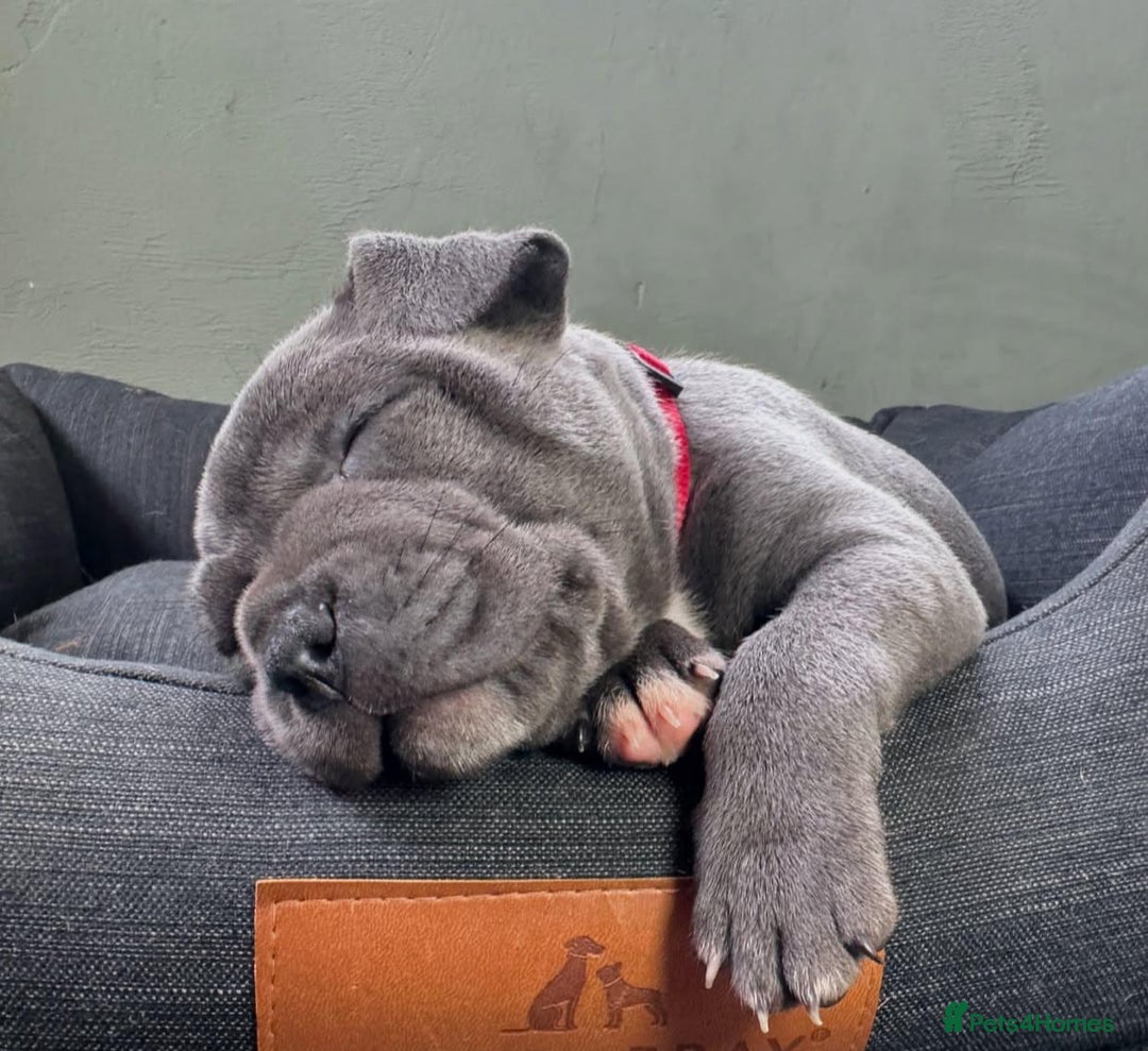 Staffordshire Bull Terrier dogs for sale: Purebred Staffordshire bull terrier puppies - Image 7