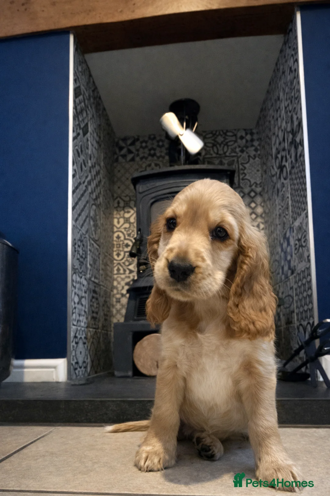 Cocker Spaniel dogs for sale: **Available Now ** 1 Beautiful Golden Show Cocker - Advert 5