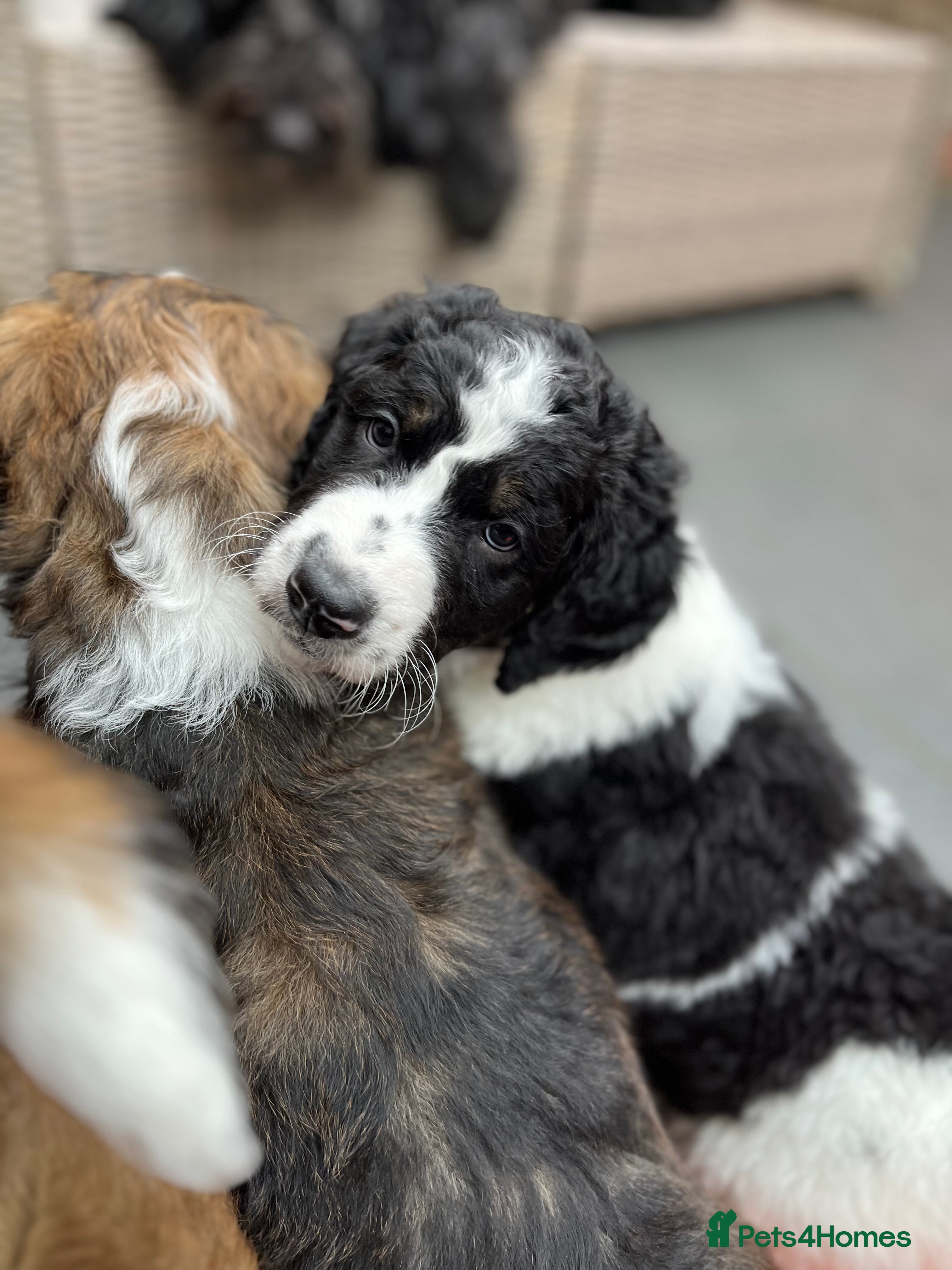 Bernedoodle dogs Beautiful F2 Bernedoodle Pups **Last One** - Advert 1