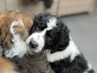 Bernedoodle dogs Beautiful F2 Bernedoodle Pups **Last One** - Advert 1