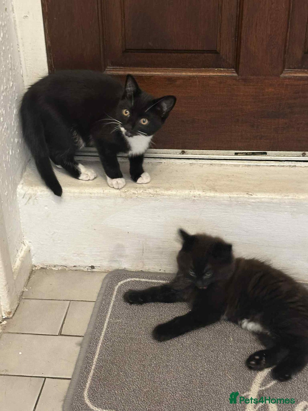 Mixed Breed cats for sale: Mixed breed kittens for sale, grey, brown  - Image 4