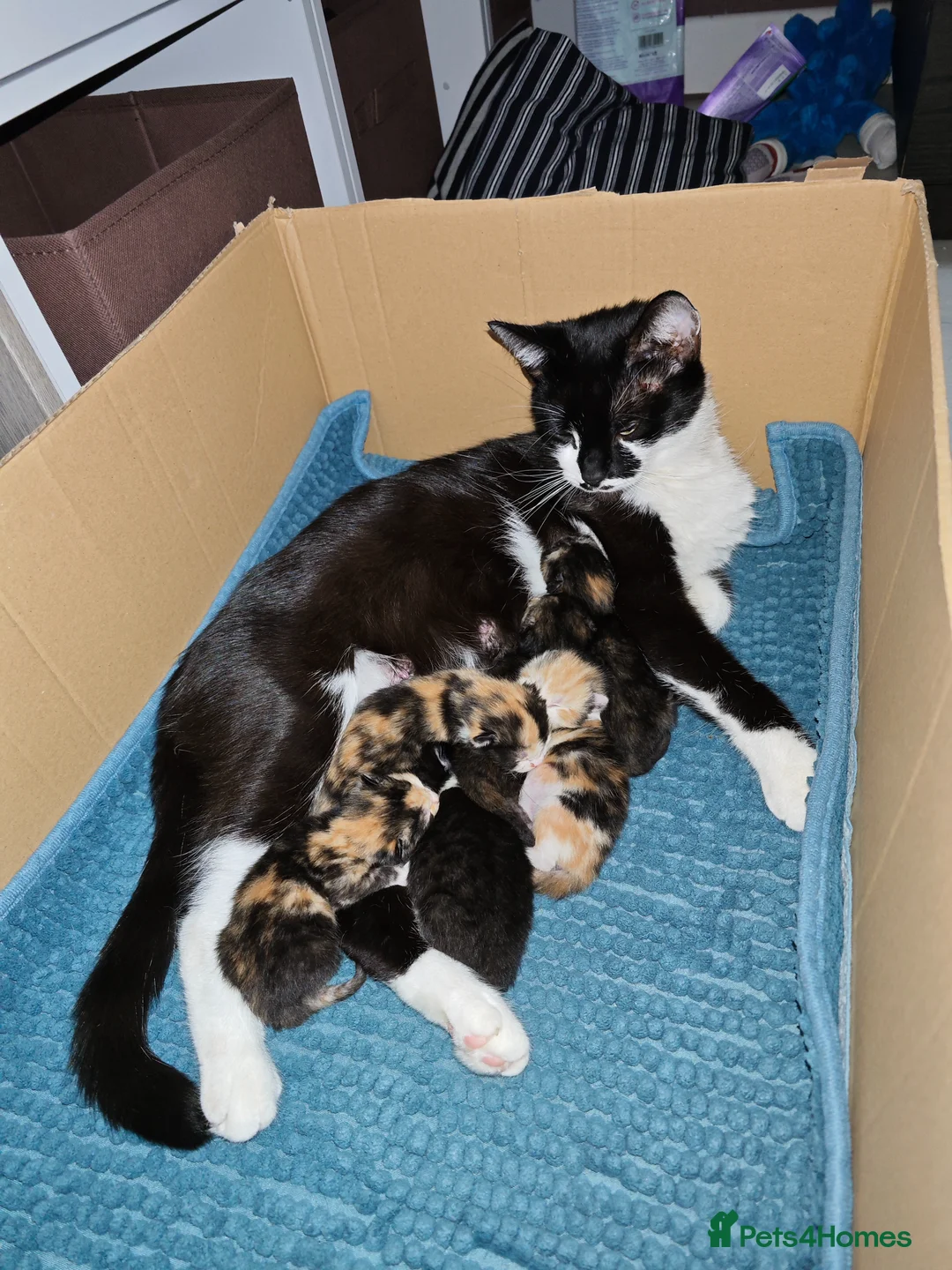 Mixed Breed cats for sale: Mixed breed kittens - Advert 1