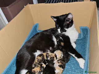 Mixed Breed cats Mixed breed kittens - Advert 2