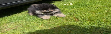 Pomeranian Puppy 2