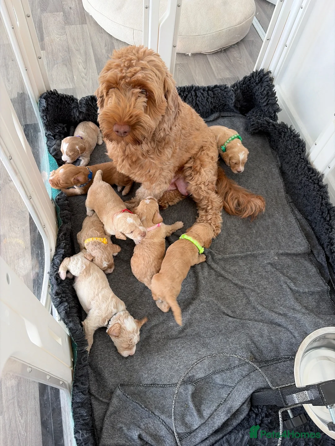 Cockapoo dogs for sale: Cockapoo Puppies  - Advert 2