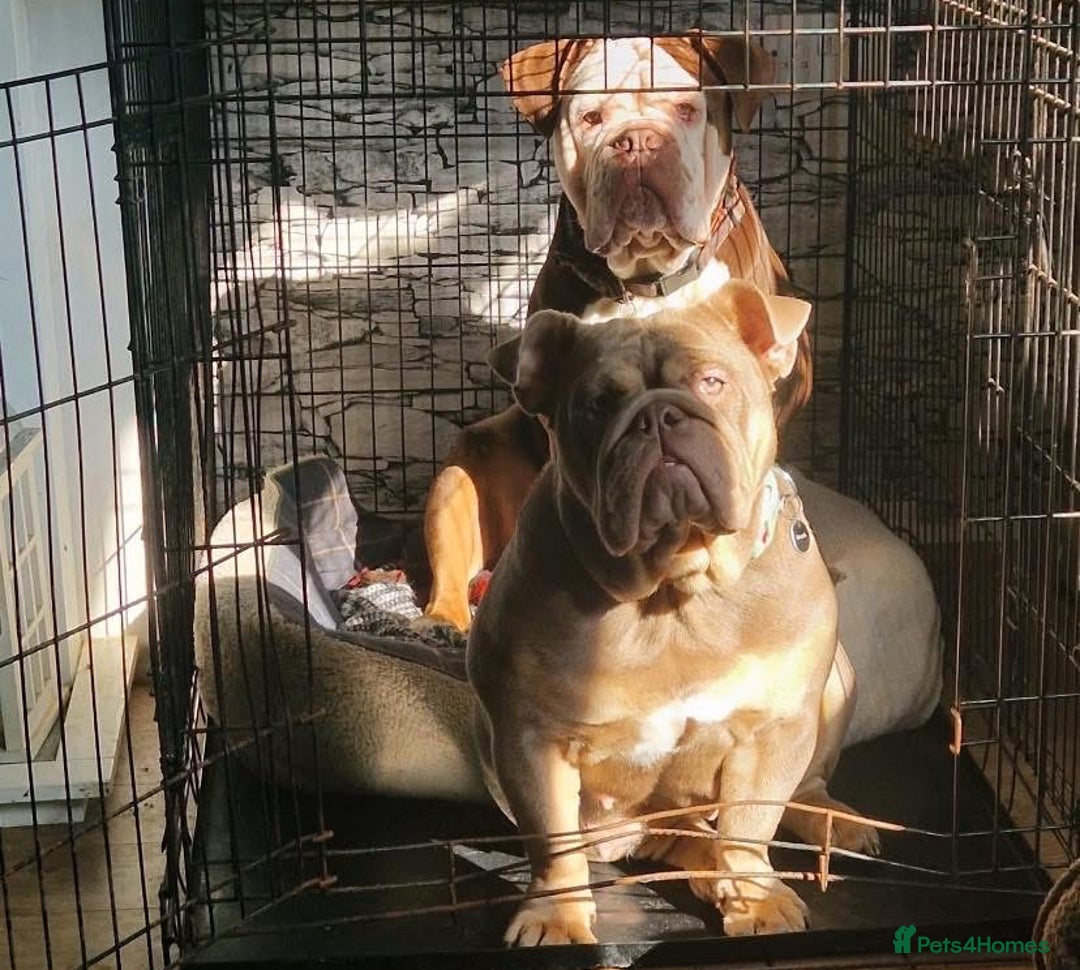 Mixed Breed dogs for sale: Old Tyme And English bulldog puppies - Advert 7