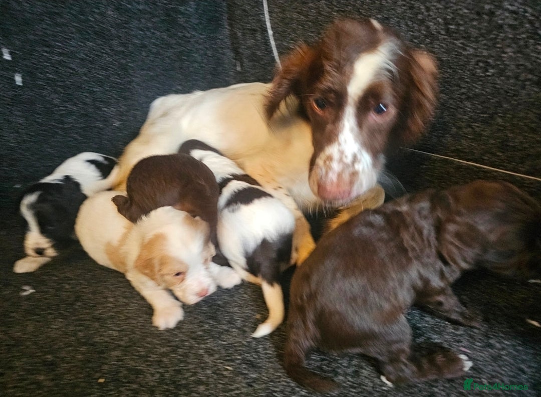 Cockapoo dogs for sale: Cockerpoo puppies F1  - Image 2