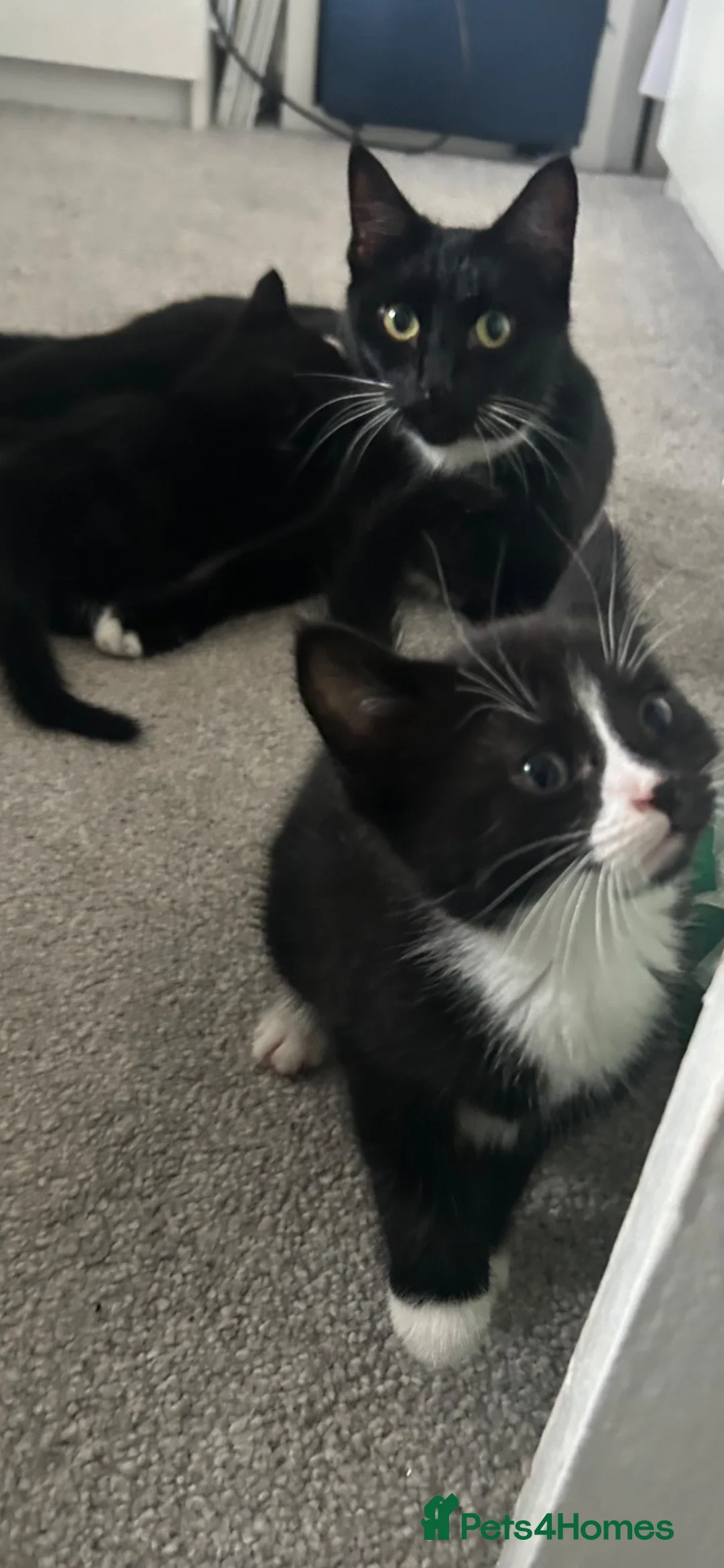 Mixed Breed cats for sale: 4 lovely kittens  - Advert 10