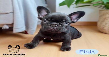 French Bulldog dogs - Advert 2
