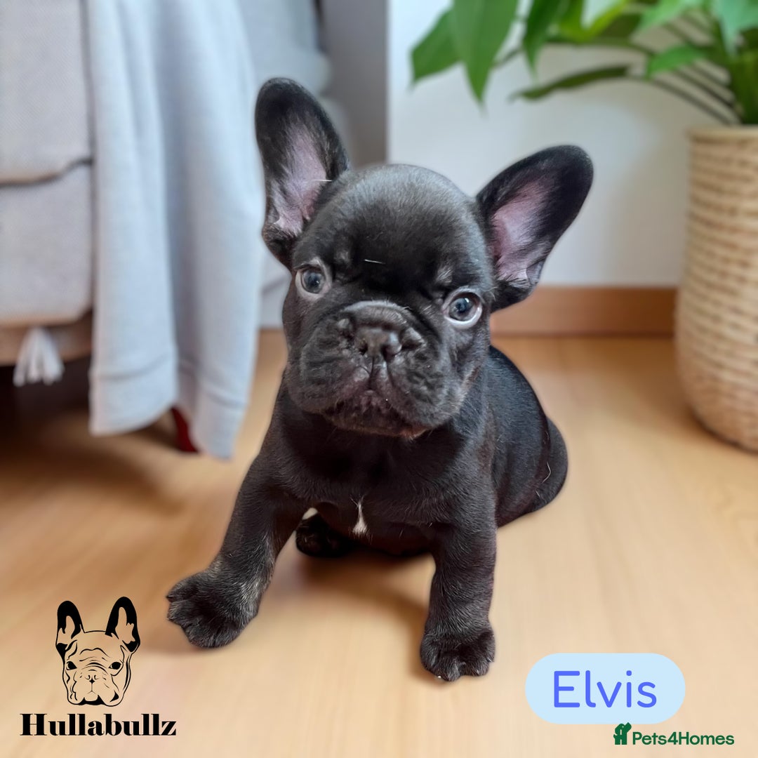 French Bulldog dogs for sale: REDUCED 1 boy left-Pink-blue eyes. HEALTH TESTED - Image 7