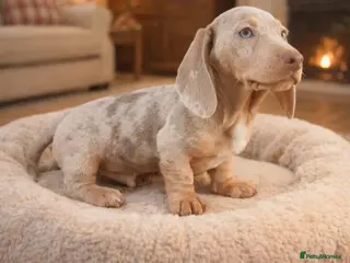 Miniature Dachshund dogs STUNNING ISABELLA DAPPLE BOY 🔥 - Advert 7