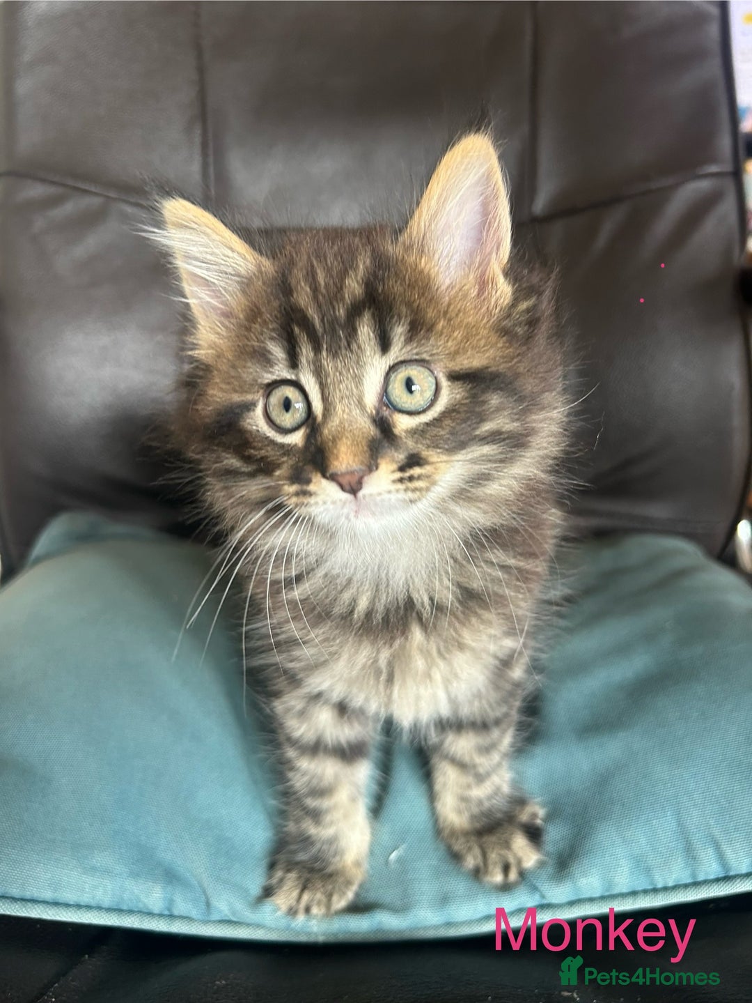 Maine Coon cats for sale: Maine Coon cross in Stoke-on-Trent - Image 10