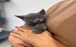 British Shorthair cats for sale: British shorthair kitten of excellent quality - Image 6