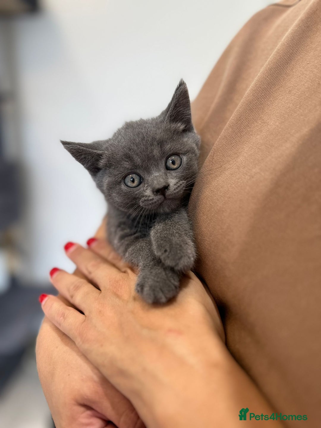 British Shorthair cats for sale: British shorthair kitten of excellent quality - Image 6