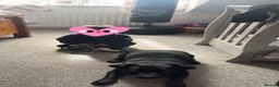 Mixed Breed dogs for sale: Female jack russel/staffy in Exeter - Advert 3