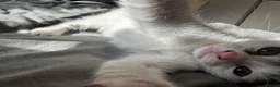 Mixed Breed cats for sale: 🐾 White Kitten for Sale – Blanco 🐾 - Advert 6