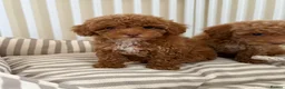 Maltipoo dogs for sale: 5🌟Korean maltipoo puppies health tested - Advert 4