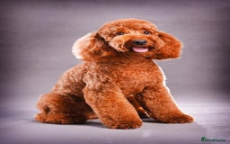 Labradoodle dogs for sale: Beautiful F3b Labradoodle Puppies - Image 21