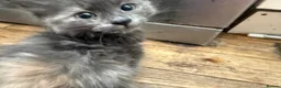 Ragdoll cats for sale: Ragdolls Mum & Babies 10 weeks sepia flame 10 wks - Advert 16