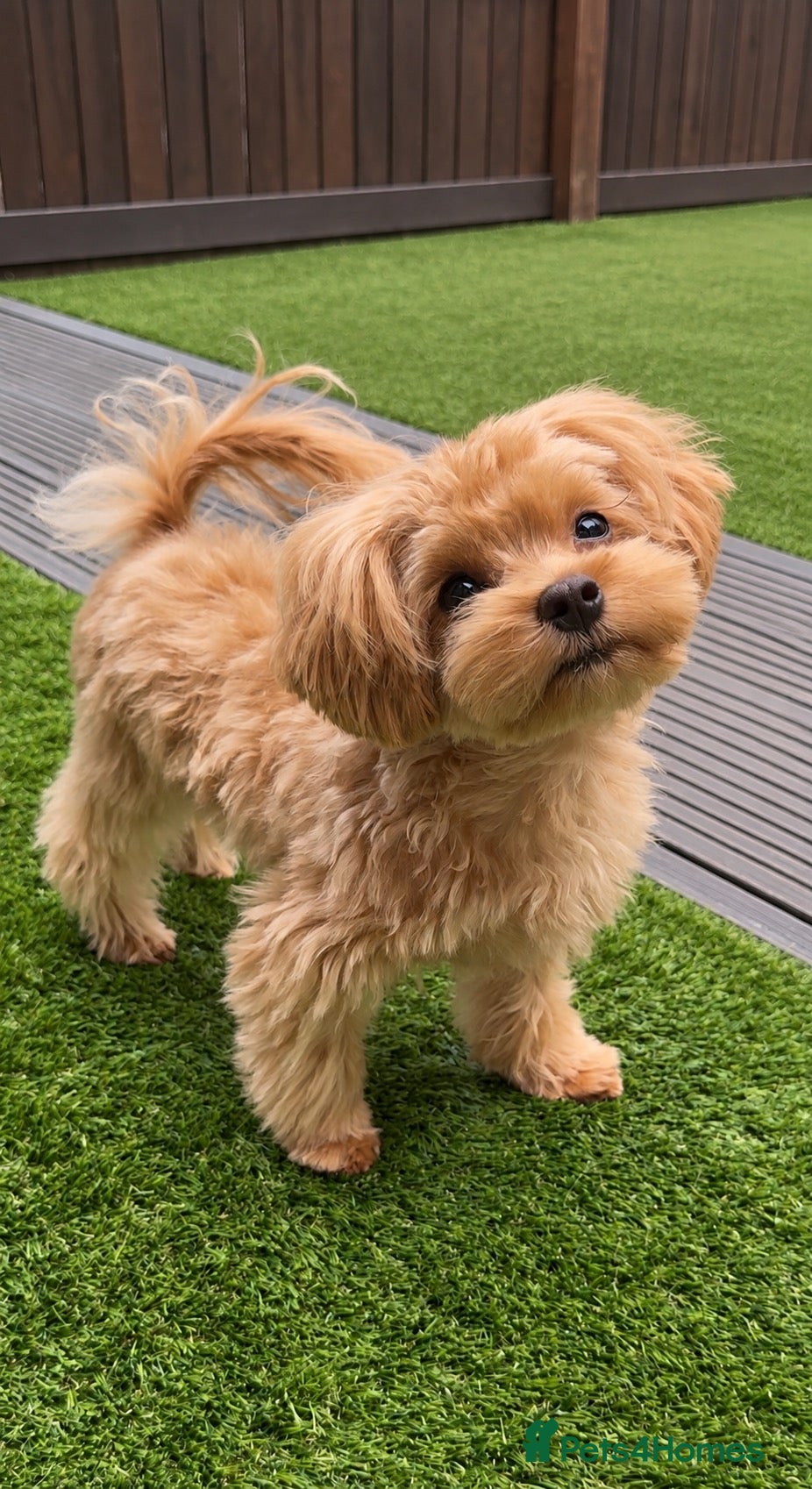 Maltipoo dogs Asian/Korean Maltipoo. DNA tested parents. - Advert 2